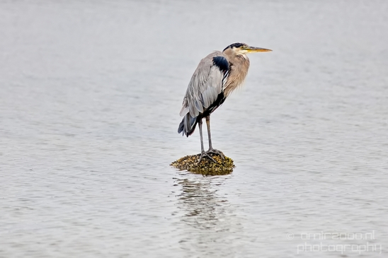 Heron_Des_Moines_Beach_Park_Seattle_Southside_Washington_state_nature_Usa_Photography_016_Canon_EOS_5D_Mark_IV.JPG