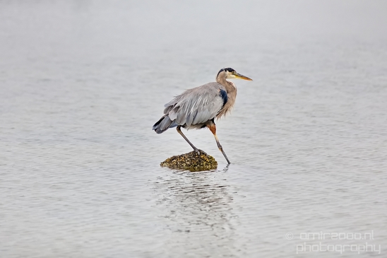 Heron_Des_Moines_Beach_Park_Seattle_Southside_Washington_state_nature_Usa_Photography_017_Canon_EOS_5D_Mark_IV.JPG