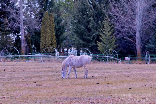 Horses_nature_Idaho_Falls_USA_Photography_001_Canon_EOS_5D_Mark_IV.JPG