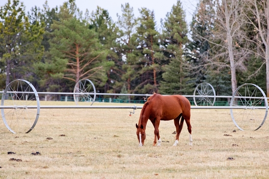 Horses_nature_Idaho_Falls_USA_Photography_002_Canon_EOS_5D_Mark_IV.JPG