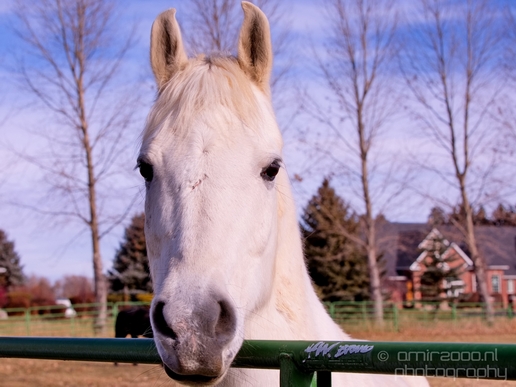 Horses_nature_Idaho_Falls_USA_Photography_003_Canon_EOS_5D_Mark_IV.JPG
