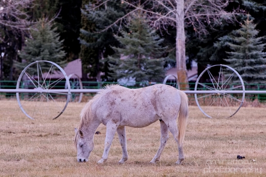 Horses_nature_Idaho_Falls_USA_Photography_004_Canon_EOS_5D_Mark_IV.JPG