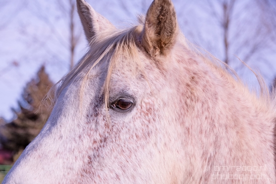 Horses_nature_Idaho_Falls_USA_Photography_005_Canon_EOS_5D_Mark_IV.JPG