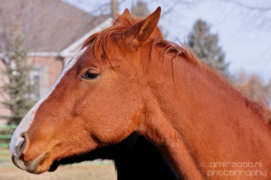 Horses_nature_Idaho_Falls_USA_Photography_006_Canon_EOS_5D_Mark_IV.JPG