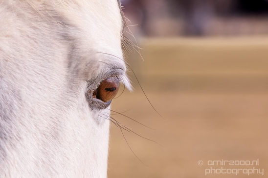 Horses_nature_Idaho_Falls_USA_Photography_007_Canon_EOS_5D_Mark_IV.JPG