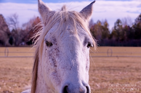 Horses_nature_Idaho_Falls_USA_Photography_008_Canon_EOS_5D_Mark_IV.JPG