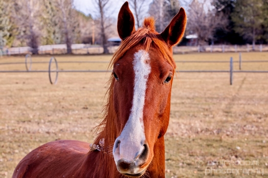 Horses_nature_Idaho_Falls_USA_Photography_009_Canon_EOS_5D_Mark_IV.JPG