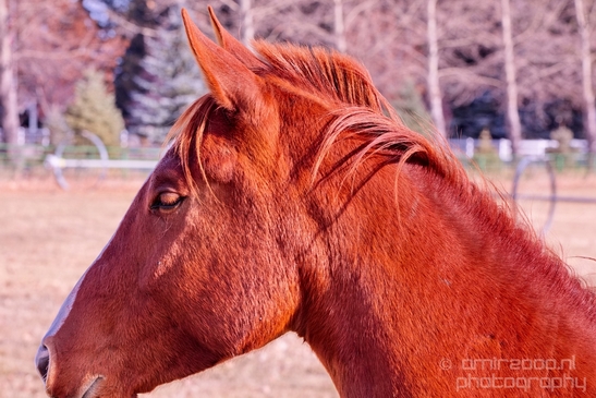 Horses_nature_Idaho_Falls_USA_Photography_010_Canon_EOS_5D_Mark_IV.JPG