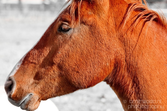 Horses_nature_Idaho_Falls_USA_Photography_011_Canon_EOS_5D_Mark_IV.JPG