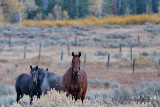 Horses_usa_Nature_Photography_001_Canon_EOS_7D.JPG