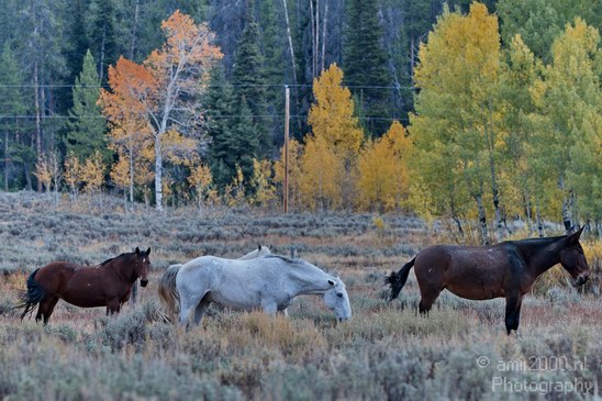 Horses_usa_Nature_Photography_003_Canon_EOS_7D.JPG
