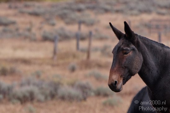 Horses_usa_Nature_Photography_004_Canon_EOS_7D.JPG