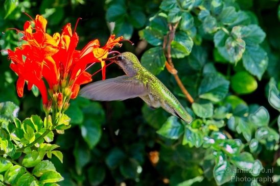 Hummingbird_San_Diego_Bay_National_Wildlife_Refuge_California_nature_Birds_Photography_002_Canon_EOS_5D_Mark_IV.JPG