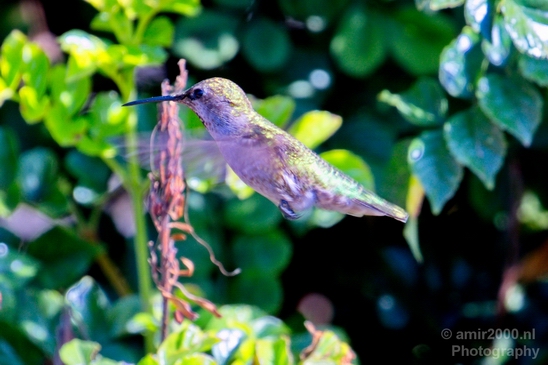 Hummingbird_San_Diego_Bay_National_Wildlife_Refuge_California_nature_Birds_Photography_004_Canon_EOS_5D_Mark_IV.JPG