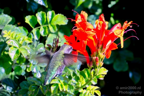 Hummingbird_San_Diego_Bay_National_Wildlife_Refuge_California_nature_Birds_Photography_005_Canon_EOS_5D_Mark_IV.JPG