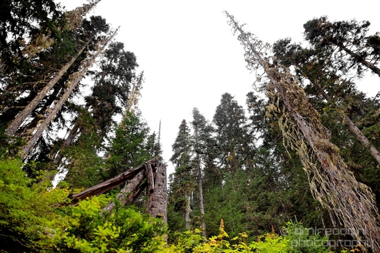 Joffre_Lakes_Provincial_Park_British_Columbia_nature_landscape_Canada_Photography_Usa_007_Canon_EOS_5D_Mark_IV.JPG