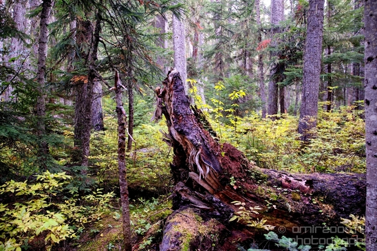 Joffre_Lakes_Provincial_Park_British_Columbia_nature_landscape_Canada_Usa_Photography_001_Canon_EOS_5D_Mark_IV.JPG