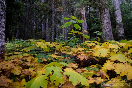 Joffre_Lakes_Provincial_Park_British_Columbia_nature_landscape_Canada_Usa_Photography_022_Canon_EOS_5D_Mark_IV.JPG