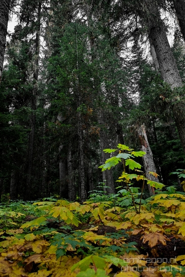 Joffre_Lakes_Provincial_Park_British_Columbia_nature_landscape_Canada_Usa_Photography_023_Canon_EOS_5D_Mark_IV.JPG