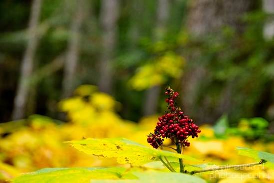 Joffre_Lakes_Provincial_Park_British_Columbia_nature_landscape_Canada_Usa_Photography_025_Canon_EOS_5D_Mark_IV.JPG