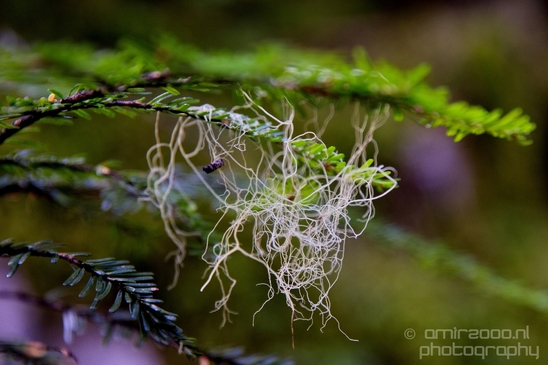 Joffre_Lakes_Provincial_Park_British_Columbia_nature_landscape_Canada_Usa_Photography_033_Canon_EOS_5D_Mark_IV.JPG