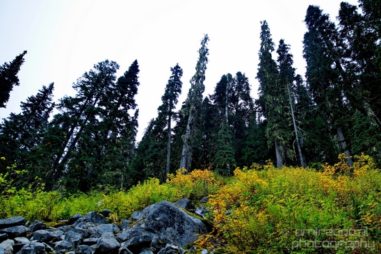 Joffre_Lakes_Provincial_Park_British_Columbia_nature_landscape_Canada_Usa_Photography_054_Canon_EOS_5D_Mark_IV.JPG