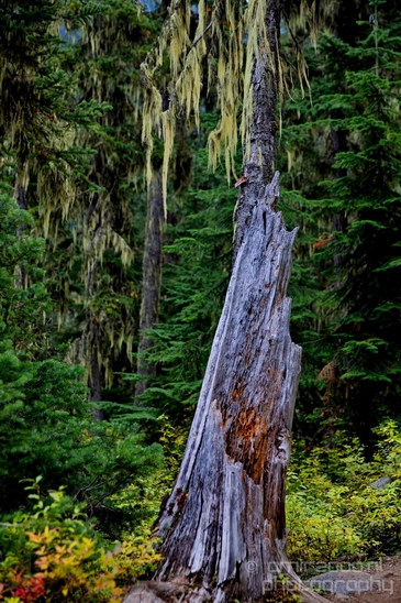 Joffre_Lakes_Provincial_Park_British_Columbia_nature_landscape_Canada_Usa_Photography_060_Canon_EOS_5D_Mark_IV.JPG