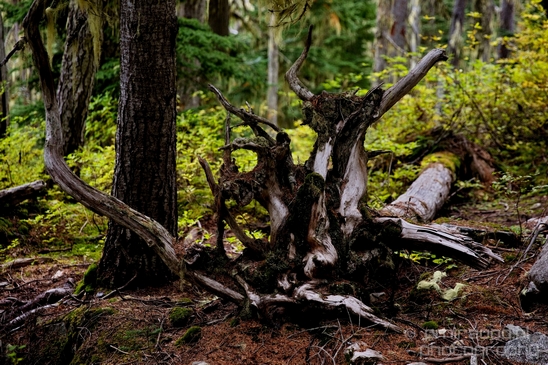 Joffre_Lakes_Provincial_Park_British_Columbia_nature_landscape_Canada_Usa_Photography_062_Canon_EOS_5D_Mark_IV.JPG