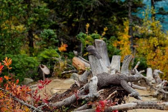 Joffre_Lakes_Provincial_Park_British_Columbia_nature_landscape_Canada_Usa_Photography_070_Canon_EOS_5D_Mark_IV.JPG