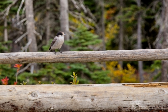 Joffre_Lakes_Provincial_Park_British_Columbia_nature_landscape_Canada_Usa_Photography_072_Canon_EOS_5D_Mark_IV.JPG