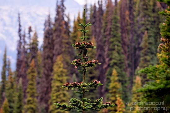 Joffre_Lakes_Provincial_Park_British_Columbia_nature_landscape_Canada_Usa_Photography_098_Canon_EOS_5D_Mark_IV.JPG