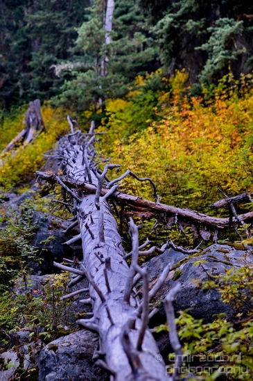 Joffre_Lakes_Provincial_Park_British_Columbia_nature_landscape_Canada_Usa_Photography_177_Canon_EOS_5D_Mark_IV.JPG