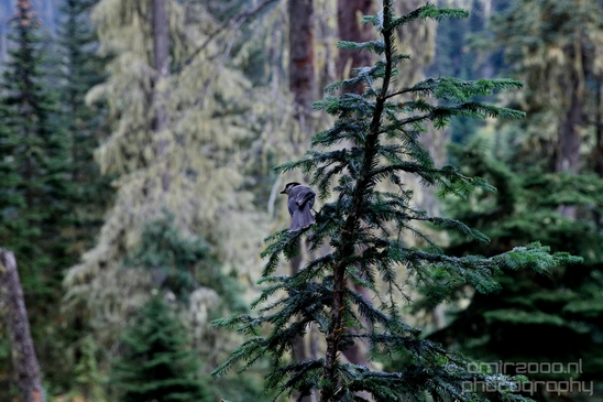Joffre_Lakes_Provincial_Park_British_Columbia_nature_landscape_Canada_Usa_Photography_185_Canon_EOS_5D_Mark_IV.JPG