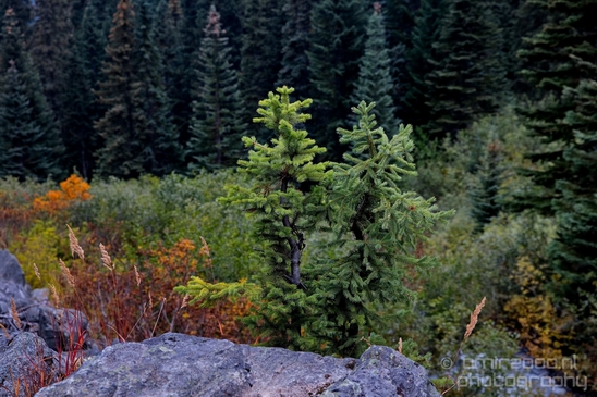 Joffre_Lakes_Provincial_Park_British_Columbia_nature_landscape_Canada_Usa_Photography_186_Canon_EOS_5D_Mark_IV.JPG