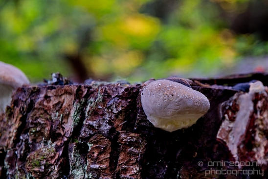 Joffre_Lakes_Provincial_Park_British_Columbia_nature_landscape_Canada_Usa_Photography_197_Canon_EOS_5D_Mark_IV.JPG