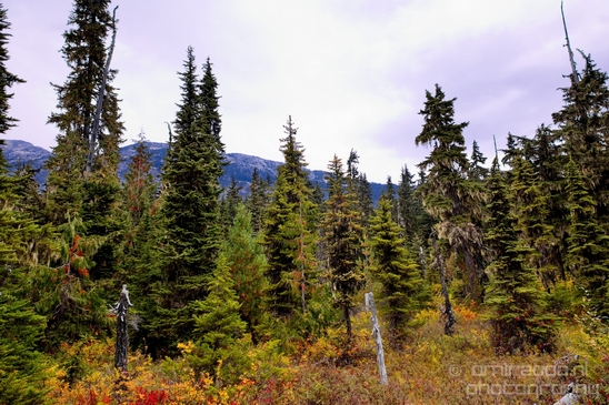 Joffre_Lakes_Provincial_Park_British_Columbia_nature_landscape_Canada_Usa_Photography_200_Canon_EOS_5D_Mark_IV.JPG