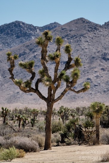 Joshua_Tree_National_Park_California_USA_Nature_Photography_004_Canon_EOS_7D.JPG