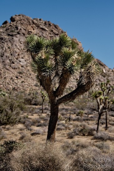 Joshua_Tree_National_Park_California_USA_Nature_Photography_005_Canon_EOS_7D.JPG