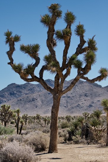 Joshua_Tree_National_Park_California_USA_Nature_Photography_006_Canon_EOS_7D.JPG