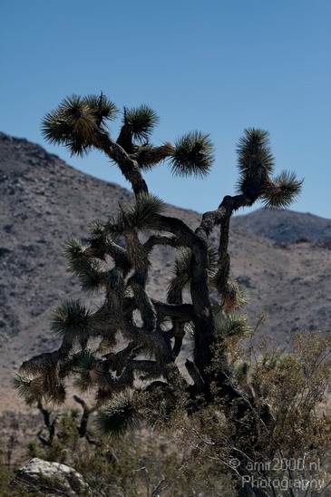 Joshua_Tree_National_Park_California_USA_Nature_Photography_008_Canon_EOS_7D.JPG
