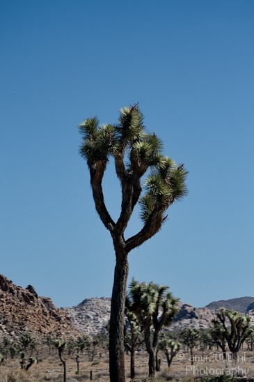Joshua_Tree_National_Park_California_USA_Nature_Photography_009_Canon_EOS_7D.JPG