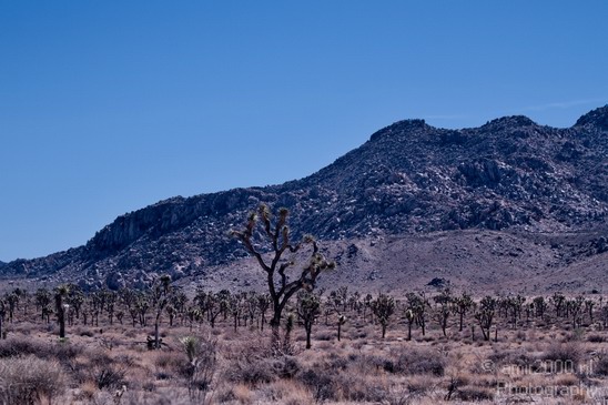 Joshua_Tree_National_Park_California_USA_Nature_Photography_010_Canon_EOS_7D.JPG