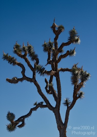 Joshua_Tree_National_Park_California_USA_Nature_Photography_012_Canon_EOS_7D.JPG
