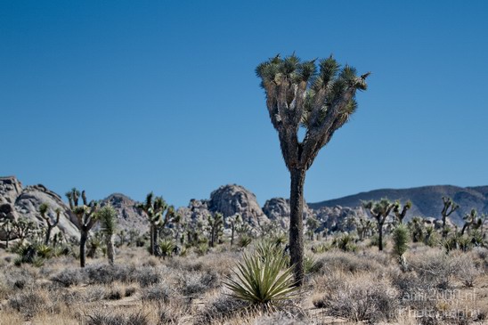 Joshua_Tree_National_Park_California_USA_Nature_Photography_013_Canon_EOS_7D.JPG