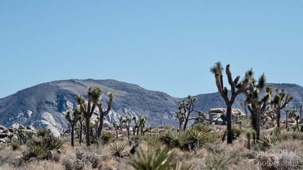 Joshua_Tree_National_Park_California_USA_Nature_Photography_014_Canon_EOS_7D.JPG