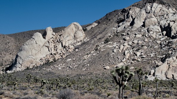 Joshua_Tree_National_Park_California_USA_Nature_Photography_015_Canon_EOS_7D.JPG