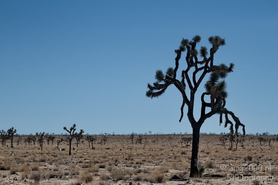 Joshua_Tree_National_Park_California_USA_Nature_Photography_017_Canon_EOS_7D.JPG