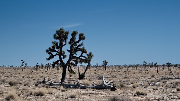 Joshua_Tree_National_Park_California_USA_Nature_Photography_018_Canon_EOS_7D.JPG