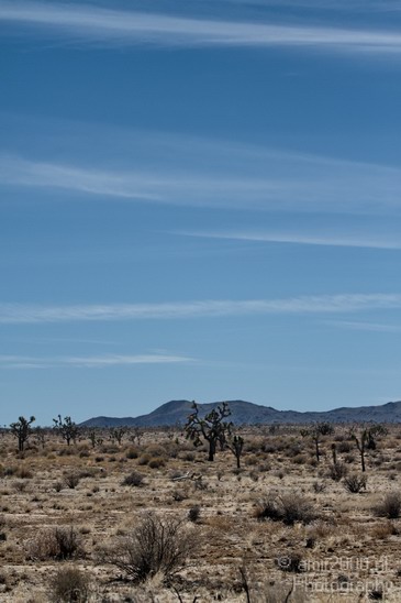 Joshua_Tree_National_Park_California_USA_Nature_Photography_019_Canon_EOS_7D.JPG