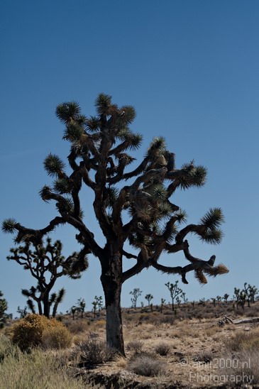 Joshua_Tree_National_Park_California_USA_Nature_Photography_020_Canon_EOS_7D.JPG